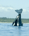   Humpback whale doing Headstand  